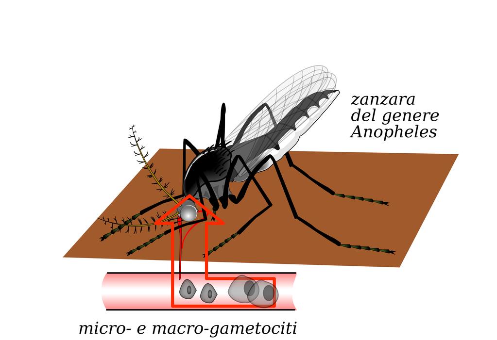 1397 44.2. Ciclo vitale della malaria 44.2.1. INFEZIONE DELLA ZANZARA Una zanzara femmina appartenente al genere Anopheles punge una persona infetta, succhiando il sangue che contiene micromicro e macro-gametociti (forme sessuate) 44.