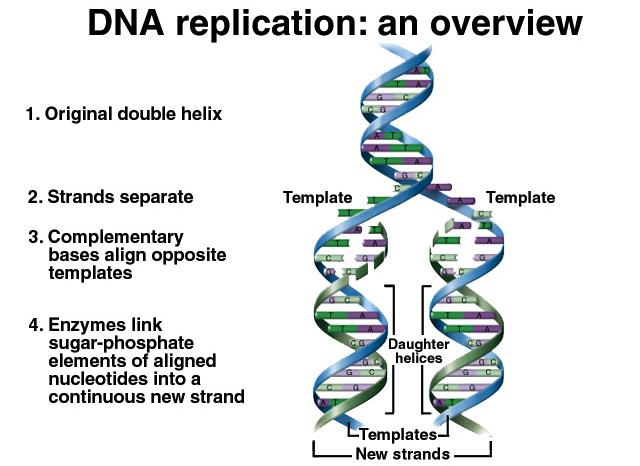 Importanti modificazioni nella struttura della forma standard B del DNA risultano da legame di proteine con sequenze specifiche di DNA.