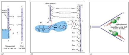 DNA polimerasi Enzimi responsabili dalla