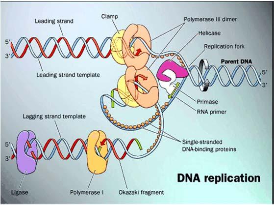 replicazione e il riparo del DNA.