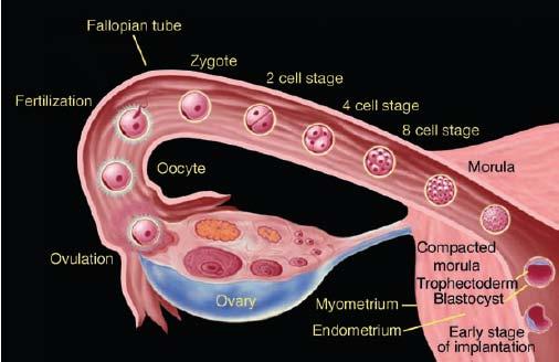 E allo stadio di blastocisti che avviene l impianto nell utero e la formazione delle strutture vascolari che permettono gli