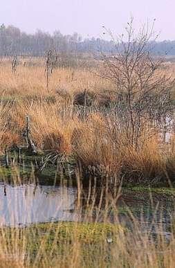 poco drenati, frequentemente o permanentemente saturi d acqua.