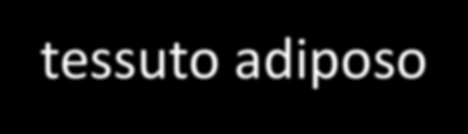 Adipociti e tessuto adiposo adipociti o cellule adipose sono cellule specializzate nell immagazzinamento e sintesi di sostanze lipidiche (trigliceridi) Costituiscono aggregati che formano il tessuto