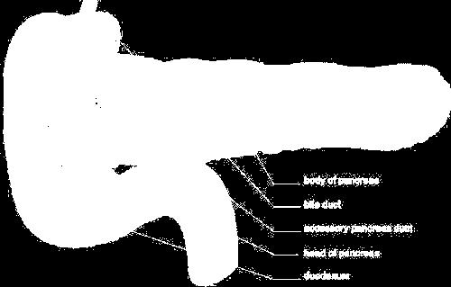 Il pancreas, una ghiandola a funzione mista esocrina ed endocrina, è situata dietro allo stomaco.