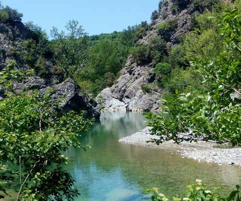 di faggio e abete bianco nella Riserva Orientata di Campolino. La Riserva protegge alcuni popolamenti di una specie arborea autoctona rara sull Appennino: l abete rosso.