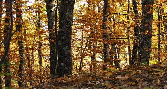 721359 Distanza: passeggiata nella valle alla portata di tutti e visita al Sabato 4 Novembre percorso della