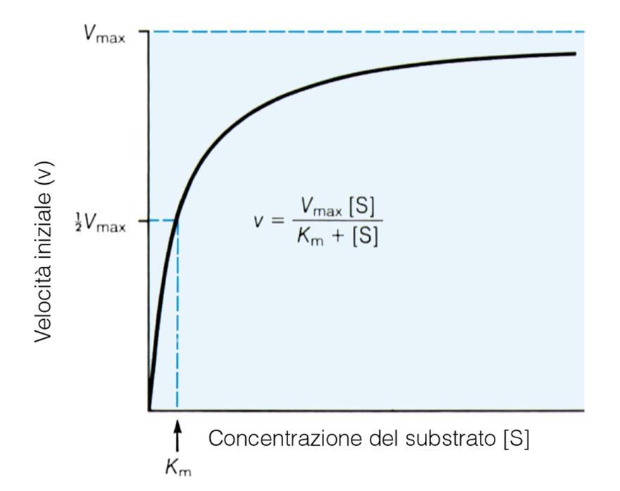 grande di Km, Km diventa trascurabile e si ha v = Vmax, cioè,