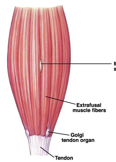 La forza prodotta in un muscolo che si contrae e il risultante cambiamento di lunghezza sono dipendenti da tre fattori: Lunghezza iniziale del muscolo La velocità del cambiamento di lunghezza Il