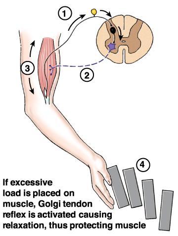 tendineo