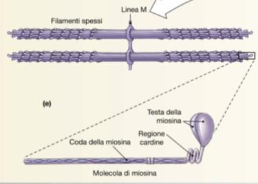 sottili 6