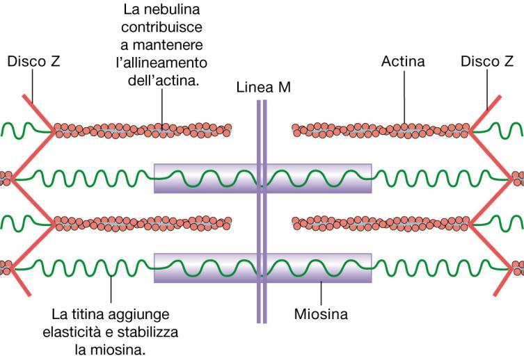 Titina e