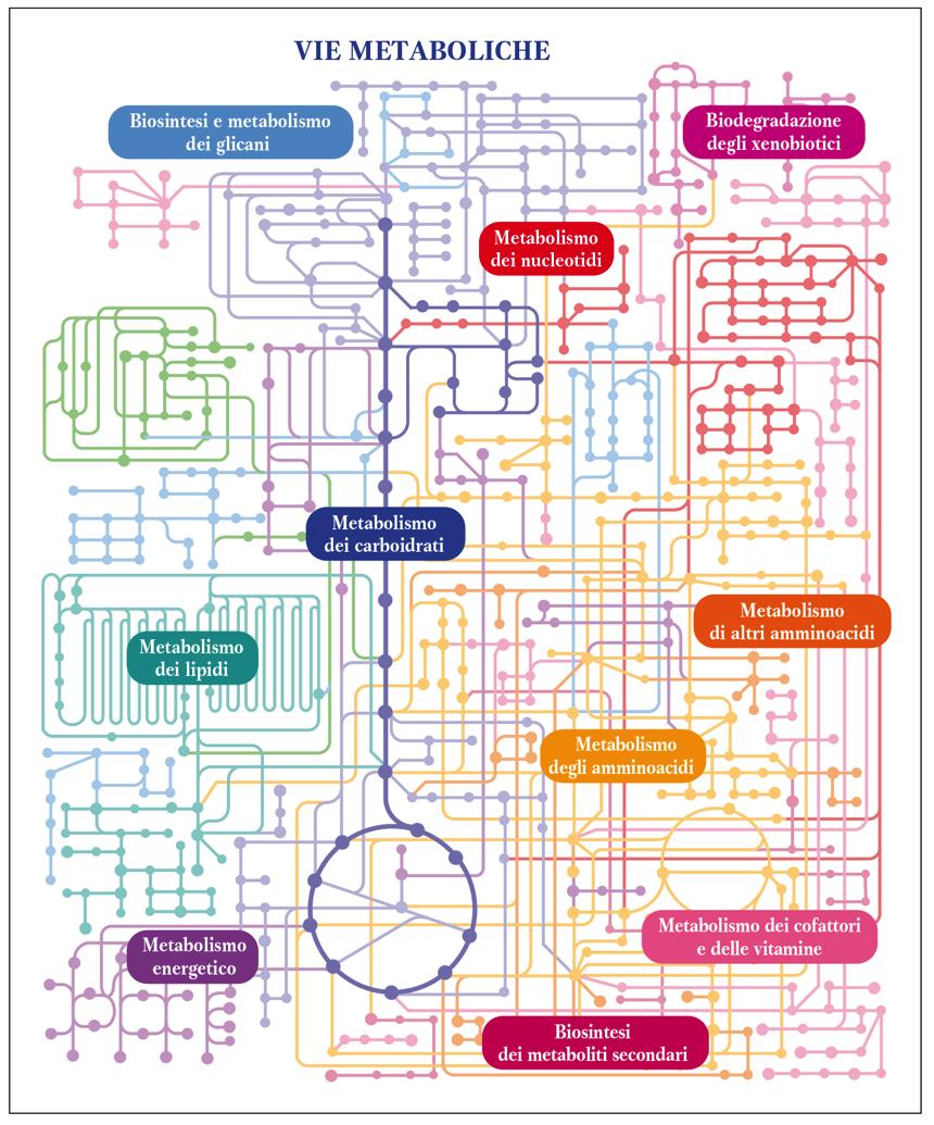 In termini generali il metabolismo riguarda i carboidrati, i lipidi, le proteine, i nucleotidi, i cofattori e le vitamine. Esistono poi reazioni specifiche che riguardano il metabolismo energetico.