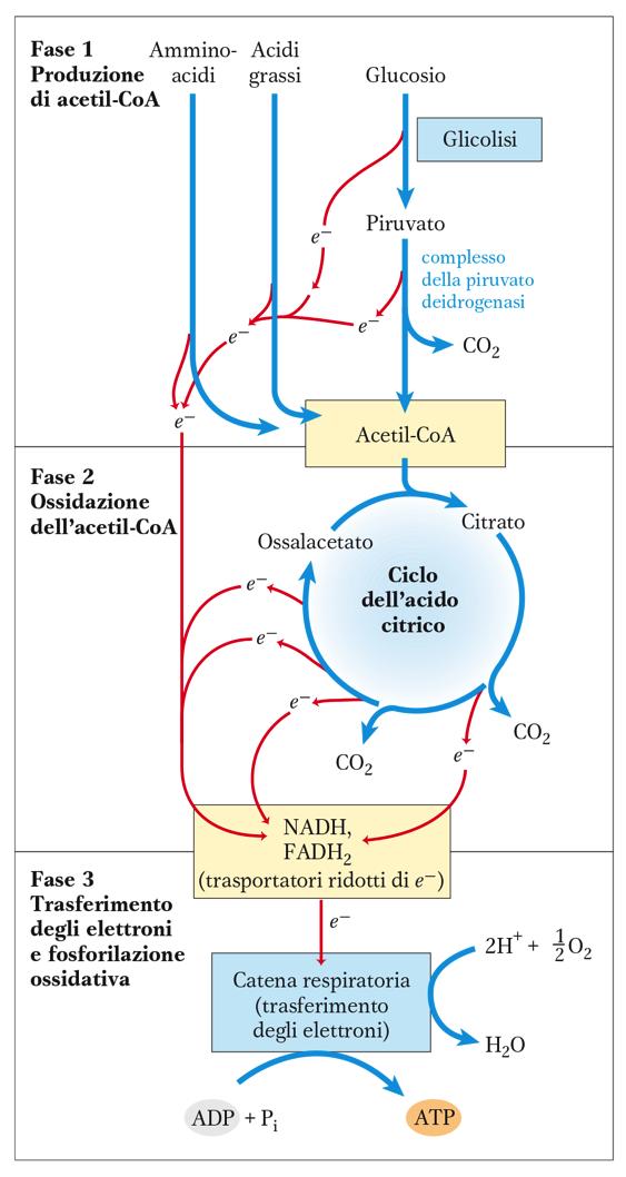 Schema generale del catabolismo + ATP Gli amminoacidi e gli acidi grassi sono convertiti ad acetil-coa attraverso l ossidazione dei carboni.