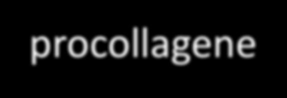 Assemblaggio delle molecole di procollagene le parti non spiralizzate sono denominate telopeptide N (l estremità amino-terminale e telopeptide C (l estremità carbossi-terminale) la molecola di