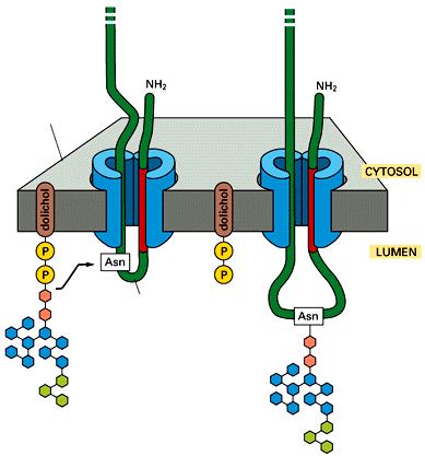 trattenuto nella membrana del RE da una molecola lipidica chiamata dolicolo La maggior parte delle proteine sintetizzate nel RER sono glicosilate mediante l