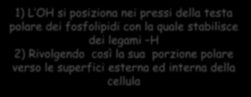 1 porzione apolare si dispone parallelamente alle code degli acidi