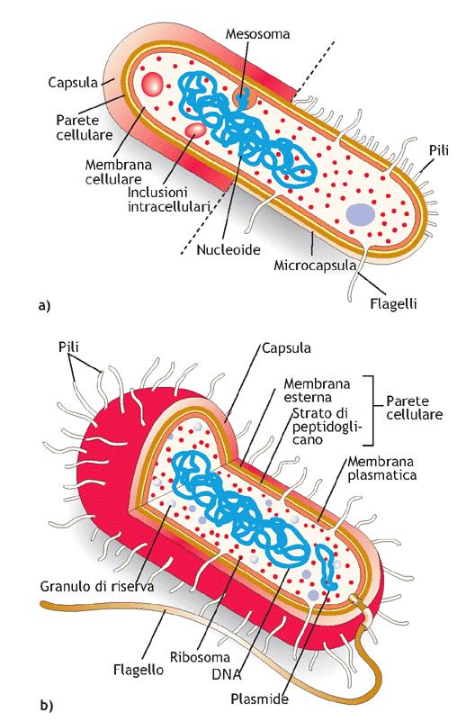 La cellula procariotica - I procarioti sono gli organismi più semplici - Sono tutti unicellulari (li possiamo trovare però aggregati) - - Hanno dimensioni ridotte - Hanno ribosomi strutture in grado