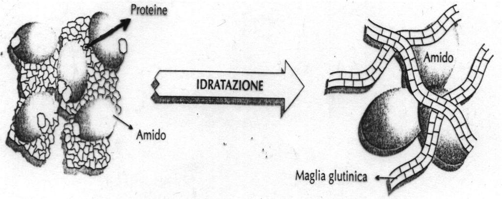 Ruolo dell amido Le interazioni tra i granuli di amido contribuiscono a rendere l impasto più elastico, conservando l energia