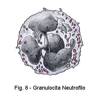 GRANULOCITI NEUTROFILI I neutrofili sono i leucociti più comuni. Hanno un diametro di 12-15 µm.