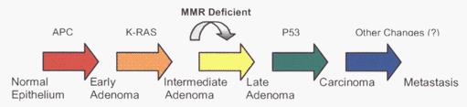 CANCEROGENESI MULTISTEP 1. L evento più precoce mutazioni inattivanti nel gene APC 2. Ipometilazione del DNA 3.