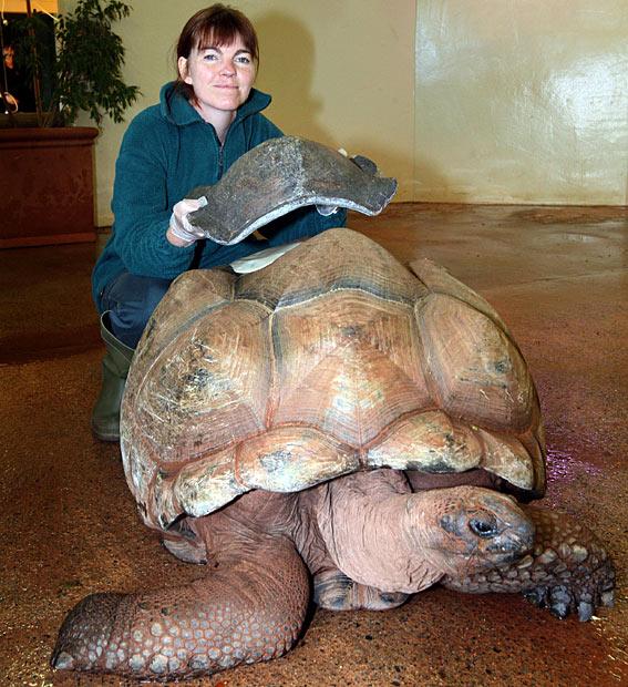 (alcune tartarughe giganti possono raggiungere un età massima di circa 200 anni) La vita media di molte