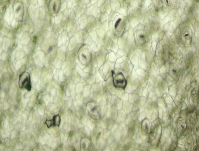 1.1 Tessuto tegumentale Epidermide di foglia Osservazioni a fresco Osserva i preparati con l obiettivo 5X, 10 X e infine con quello 40 X 1.1.1 Sezione longitudinale superficiale della pagina