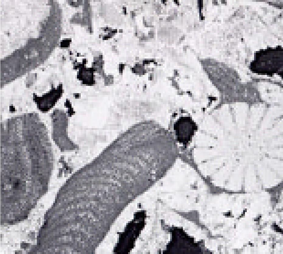 Fig. 19 Esempi di clasti fossili. Fra i più diffusi i Bivalvi (con guscio a due valve), i Gasteropodi, i Foraminiferi, come possono presentarsi in visione a sezione sottile. Fig. 20.