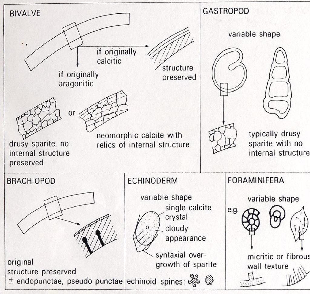 Molluschi Bivalvi, Gasteropodi o Cefalopodi si ritrovano in tutto il basso Paleozoico.