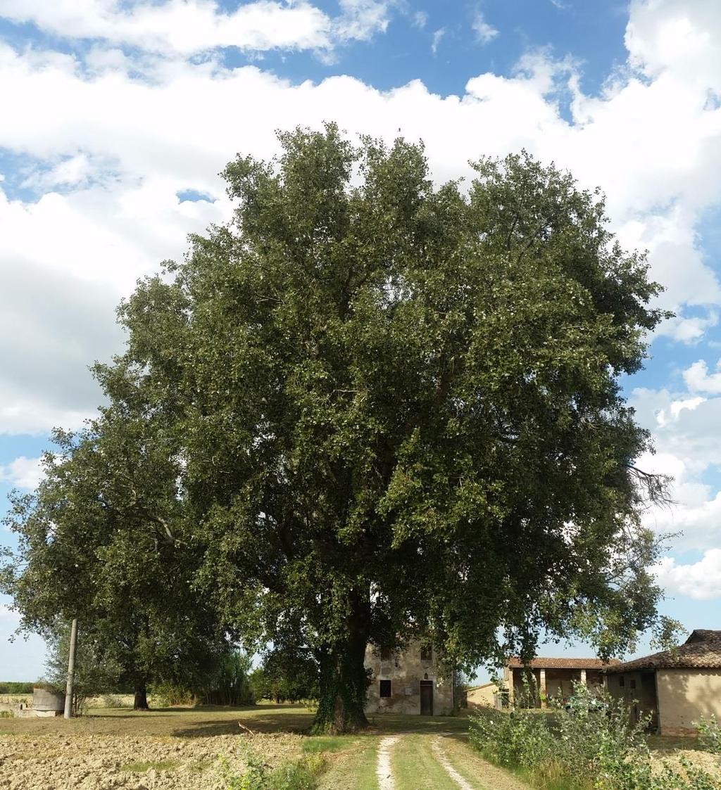 Considera l'albero come possibile elemento distintivo, punto di riferimento, motivo di toponomastica ed elemento di continuità storica di un luogo. F.