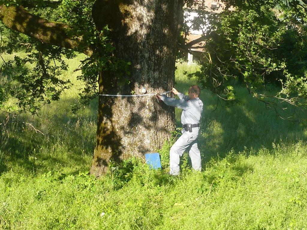 IL CENSIMENTO E L ELENCO DEGLI ALBERI MONUMENTALI D ITALIA Con Legge n.