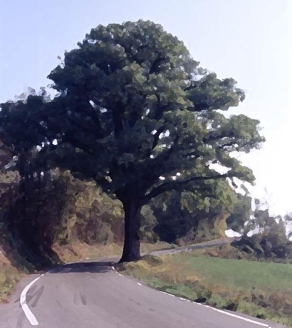 IL GRANDE ALBERO Nato spontaneamente o per ricordare un particolare evento è