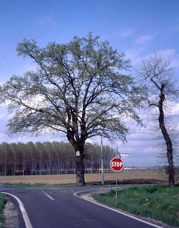 IL GRANDE ALBERO E un riferimento