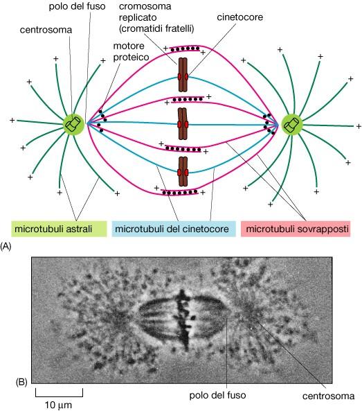 Tre classi di microtubuli del fuso mitotico in una cellula animale