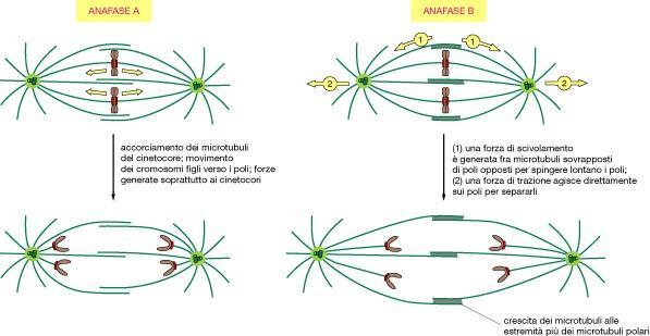 I microtubuli del cinetocore si accorciano I microtubuli sovrapposti