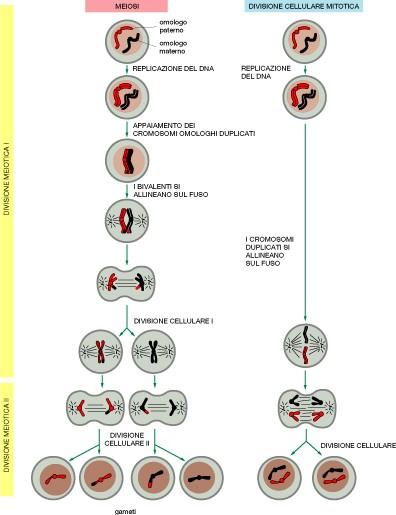 Mitosi e Meiosi a confronto Disposizione sintelica dei cromosomi omologhi sul fuso