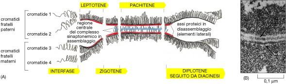 La profase della meiosi comprende: Leptotene ( leptos, aspetto sottile dei cromosomi; in realtà ogni cromosoma omologo e e rappresentato dai due cromatidi; ogni cromosoma si presenta attaccato con