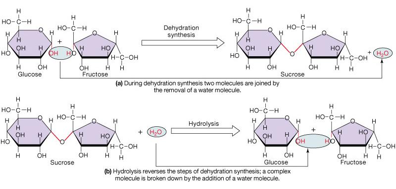 Disaccaridi Formati da 2 zuccheri semplici per reazione di condensazione con eliminazione di acqua Saccarosio, lattosio, maltosio Si possono idrolizzare con acqua a formare zuccheri semplici Sintesi