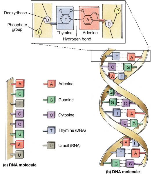 Acidi Nucleici Costituenti: C, H, O, N, P Immagazzinano ed elaborano le informazioni a livello molecolare Si trovano nelle cellule 2 tipi principali DNA (ac. deossiribonucleico) RNA (ac.