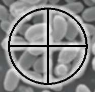 Come bioindicatore viene utilizzato il Geobacillus Stearothermophilus secondoirequisitiindicatinellanormativaiso 11138 Spore