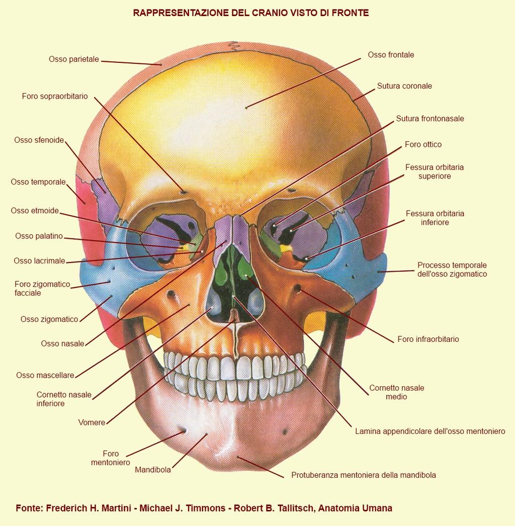 Il cranio è una scatola ossea contenente organi come il