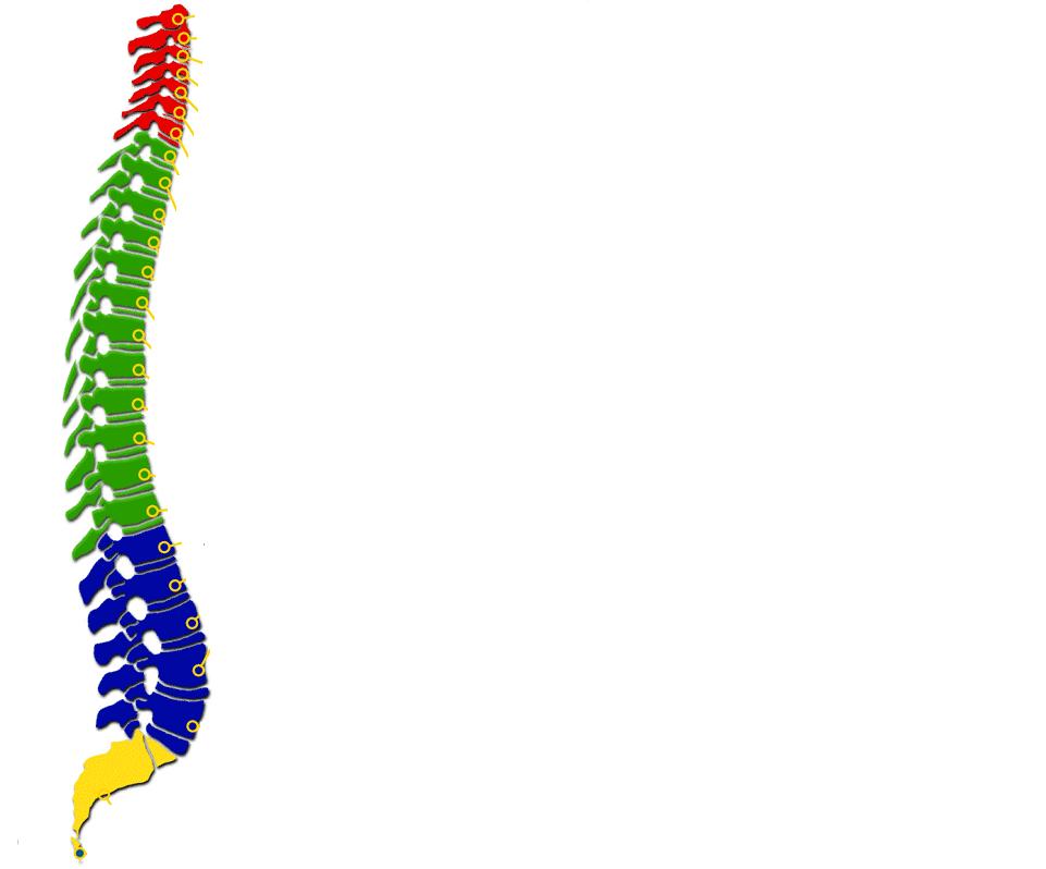 VERTEBRE CERVICALI (7) COLONNA