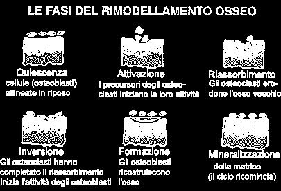 osteoblasti, cellule che provvedono a depositare nuova "matrice " dove è