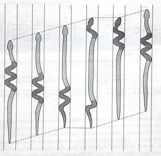 Prima di perdere l equilibrio l animale tocca terra con la parte anteriore e forma delle spire ad S mentre stacca la parte posteriore dal terreno ed il ciclo ricomincia L