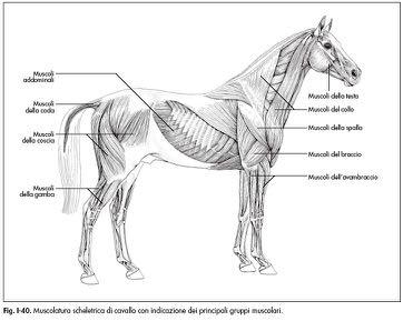 Muscoli ORGANIZZAZIONE GENERALE DELLO SCHELETRO SCHELETRO ASSILE Cranio Neurocranio - Splancnocranio Colonna vertebrale o rachide vertebre e