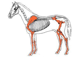 TESSUTI CHE COSTITUISCONO LE OSSA 1. T. osseo, spugnoso e compatto 2. T. connettivo propriamente detto: periostio, endostio e pericondrio 3.