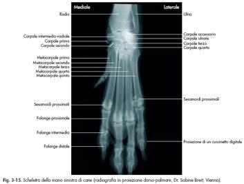 avvolto da tessuto osseo compatto (SESAMOIDI) > Nel decorso di tendini PIATTE > Tavolati