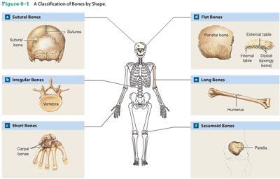 o OSSEO (suture craniche) Tessuto: connettivo denso fibroso o