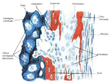 Invasione della cartilagine calcificata da parte dei vasi e cellule mesenchimali, condroclasti e cellule emopoietiche Invasione della cartilagine epifisaria abbozzo cartilagine ialina Manicotto