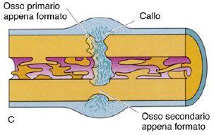 cellule osteogeniche
