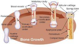 Tessuto osseo (mammiferi) Non lamellare, a fibre parallele Lamellare, a fibre parallele (maturo o secondario) Prenatale e